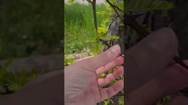 Типы деревьев с шипами