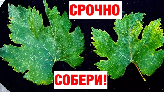 Идентификация листьев винограда