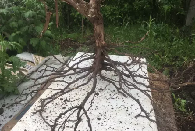 Корневая структура ливней