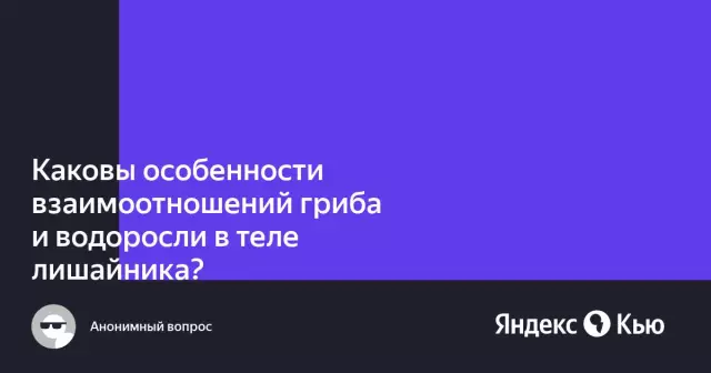 Каковы методы лечения гриба в вечнозеленых растениях?