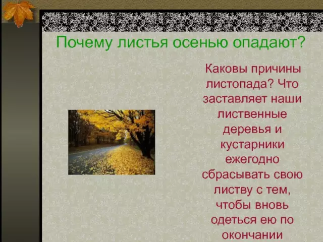Каковы деревья, которые не проливают свои листья осенью?