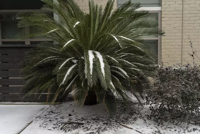 Что может сделать величественность Palm Turn Brown в советах?