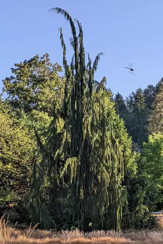 Что вызывает Droopy Tree Limbs?