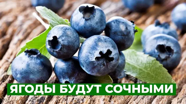 Какое удобрение использовать для небольшого самоцветного магнолии