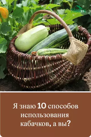 Какой цветок я могу посадить с помощью Snapdragons?