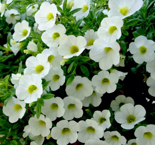 Что есть цветы на моих заводах Petunia?