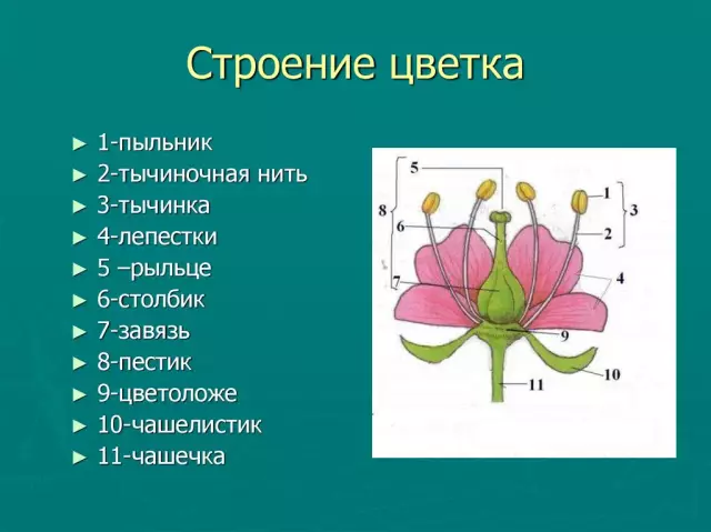 Какова функция пыльника на цветке?
