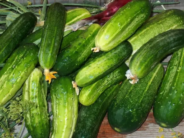 Что делать с избыточными огурцами