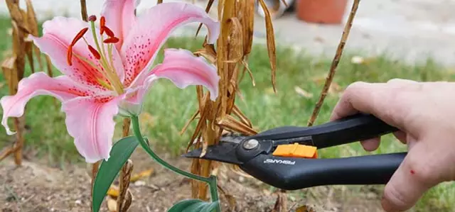 Что делать с Paperwhites после того, как они расцвели