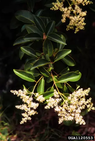 Какой тип удобрения вы используете на кустах Ligustrum?