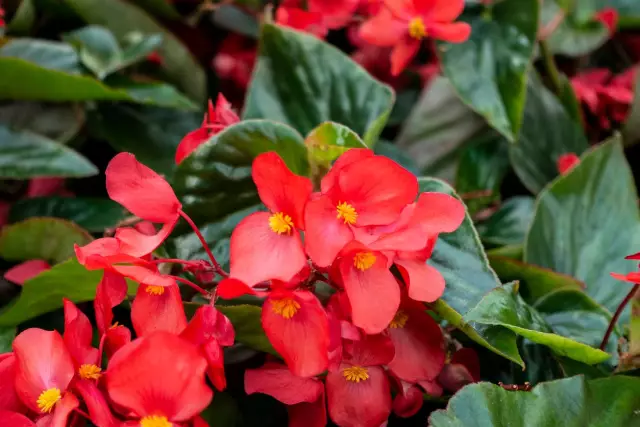 Когда Do Begonias приходит в сезон?