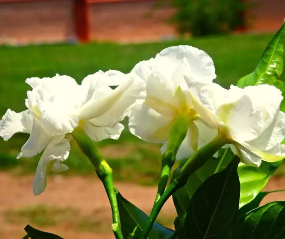 Когда Do Gardenias Bloom во Флориде?
