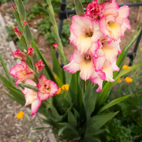Когда делают цветки Gladiolus Bloom?