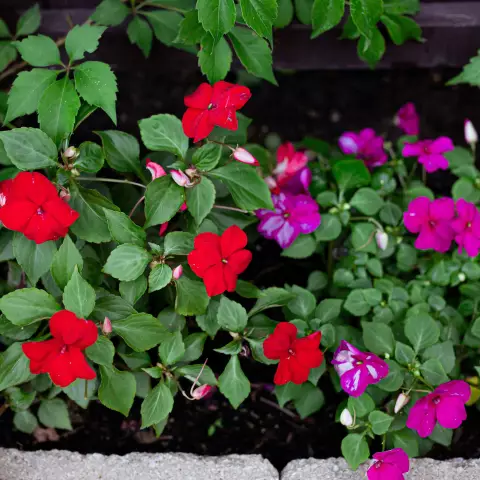 Когда Do Impatiens Bloom?