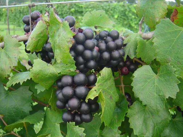 Когда Is Muscadine Season?