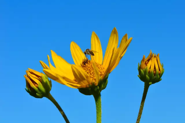 Когда я должен обрезать Coreopsis?