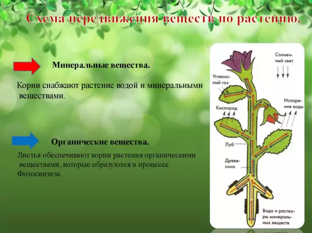 Какие органы или части растения вовлечены в транспирацию?