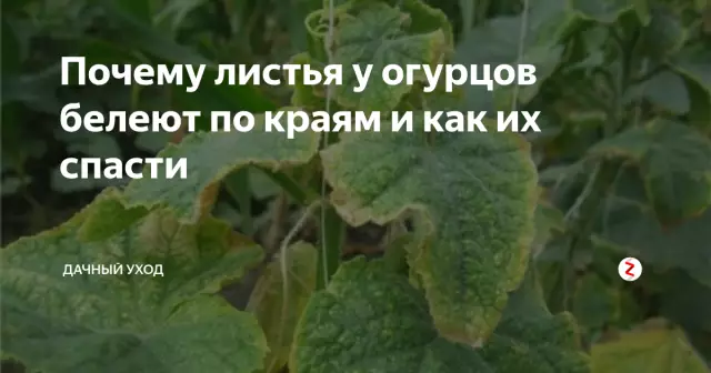 Почему листья моей Clivia превращаются в желтый?