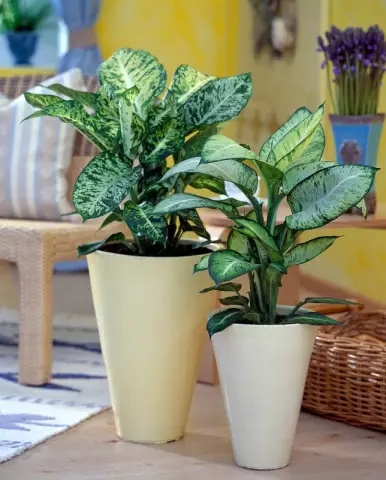 Почему ливень листьев Dieffenbachia?