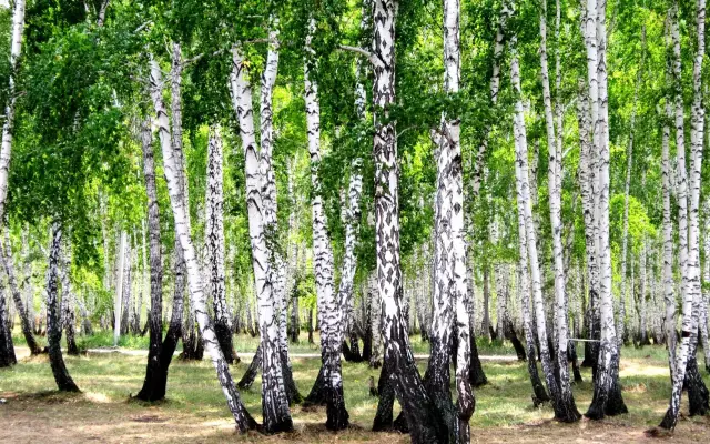 Почему мое дерево Redbud теряет свою кору?