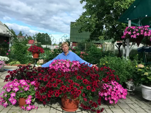 Уилтед Петунияс