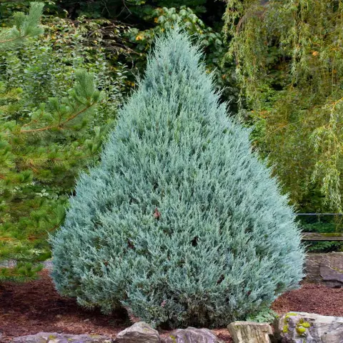 Общие болезни Витета Blue Juniper