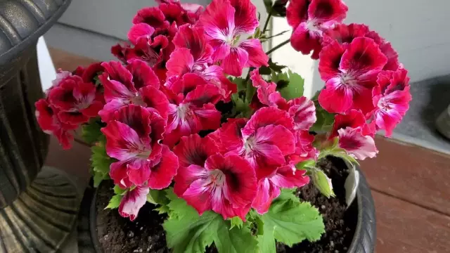 Разница между одной, двухместной, полной, королевской и королевской кроватью