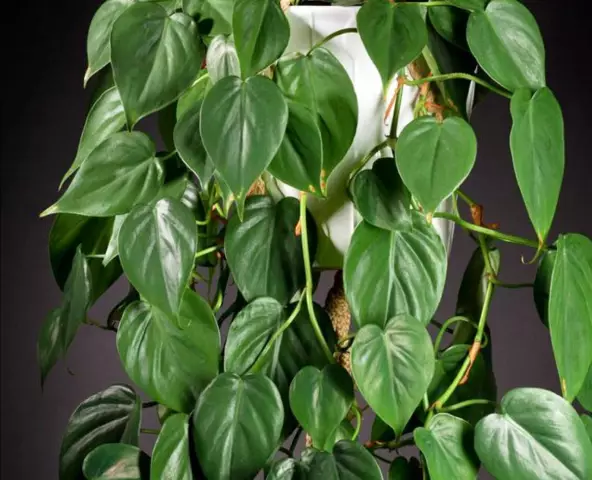 Различия между Золотым Pothos и Heartleaf Philodendron