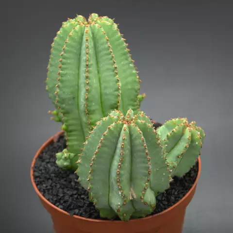 Как отрезать Euphorbia