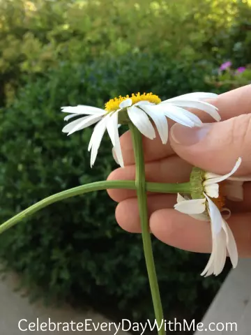 Как Daisy Chain - легкий светильник