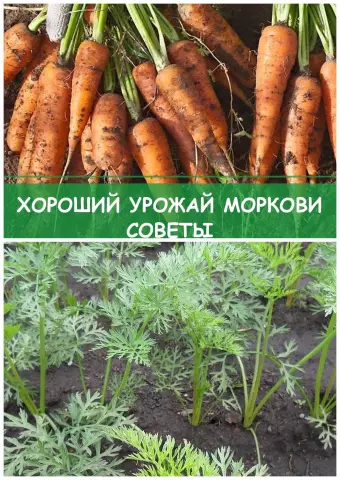 Как прорасти вишневые семена в помещении