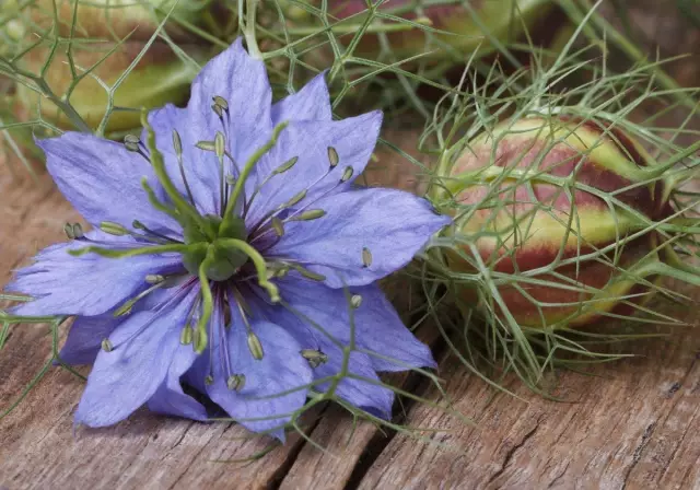 Как вырастить Nigella Sativa