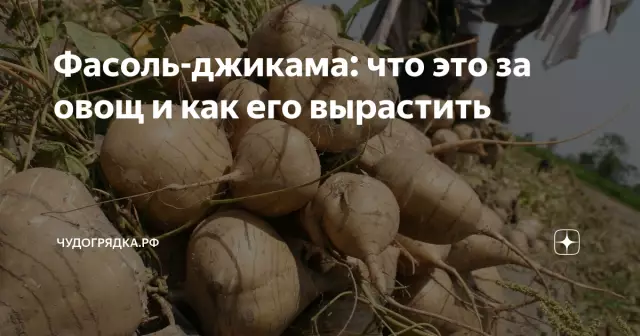 Как знать, когда джикама созрела
