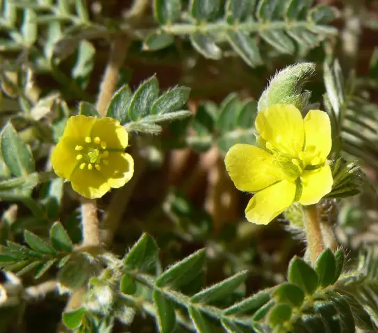 Как подготовить Tribulus Terrestris