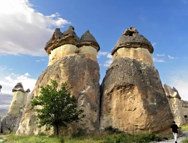 Мэрилендские грибные виды