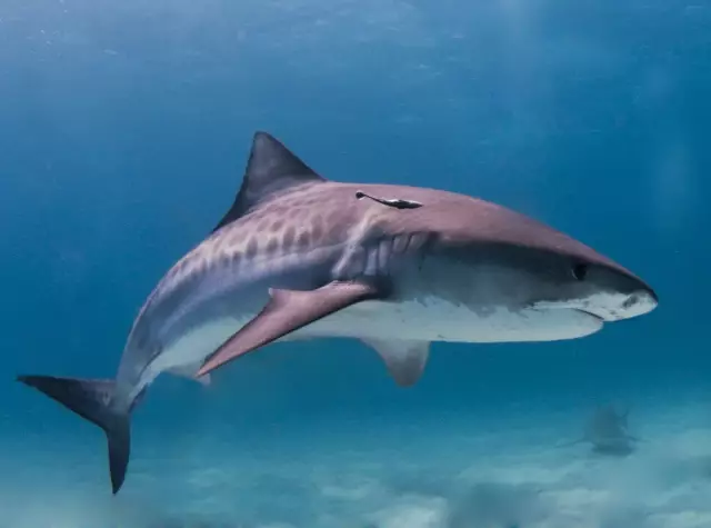 Мой паровой очиститель Shark забит