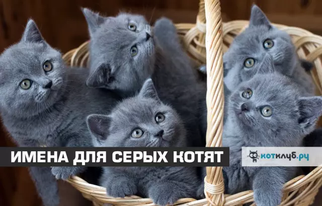 Имена и цвета Азалии