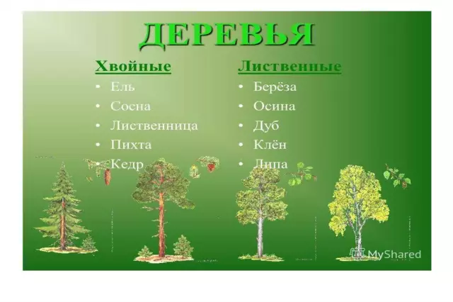 Части деревьев и их функции