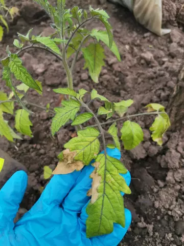 Что вызывает коричневые листья на антуриуме?