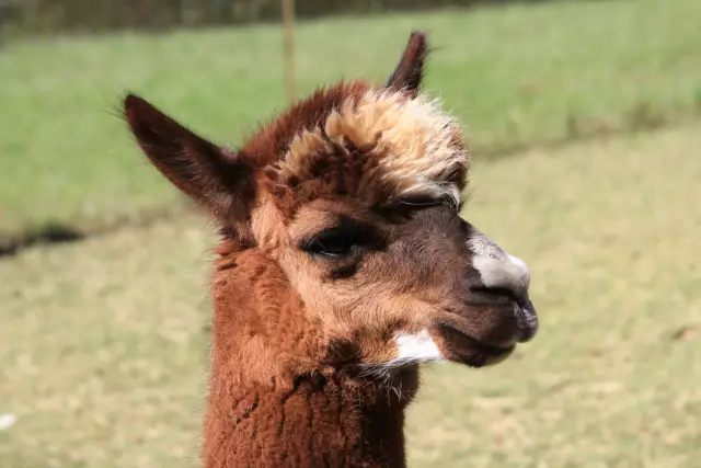 Советы по чистке коврика для кожи Alpaca