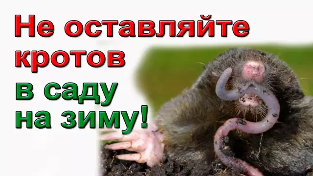 100-процентный надежный способ избавиться от кротов