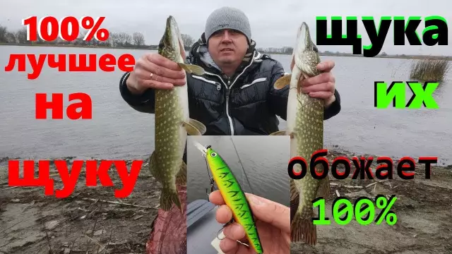 Лучший приманка для ловушек для крыс