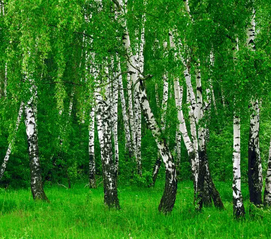 Береза и дуб для мебели