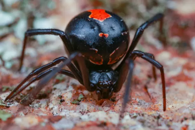 Черный паук-вдовец по сравнению с Redback Spider