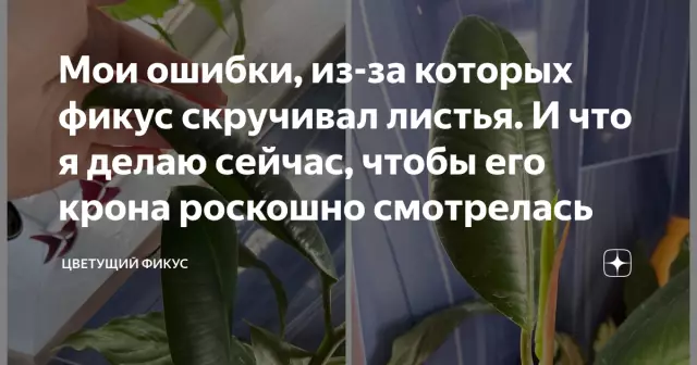 Ошибки едят мои листья Листы Канны
