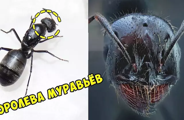Ошибки и насекомые, которые выглядят как тараканы