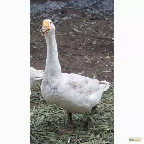 Общий репеллент домашней птицы