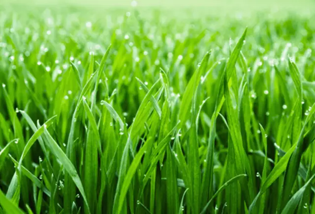 Различия в Fescue & Bluegrass