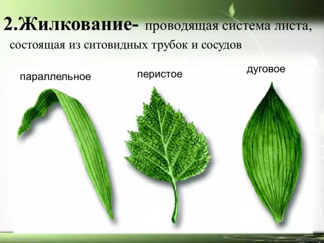 Различные типы листьев