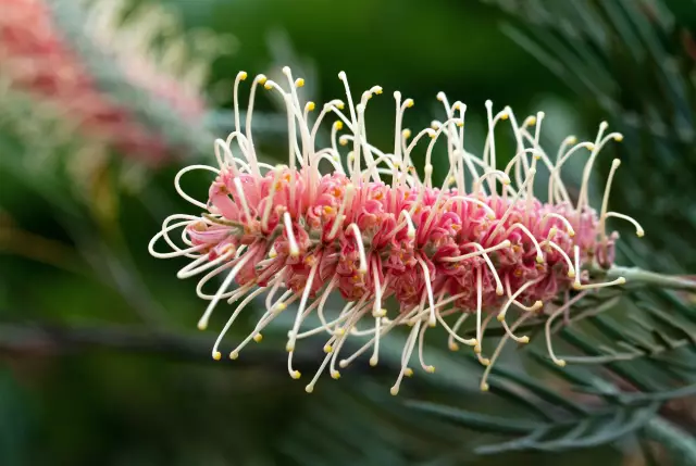 Заболевания, общие для Grevillea's